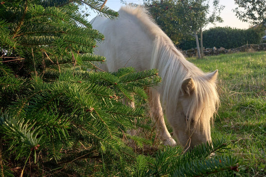 Poneys entretenant sapins de Noël