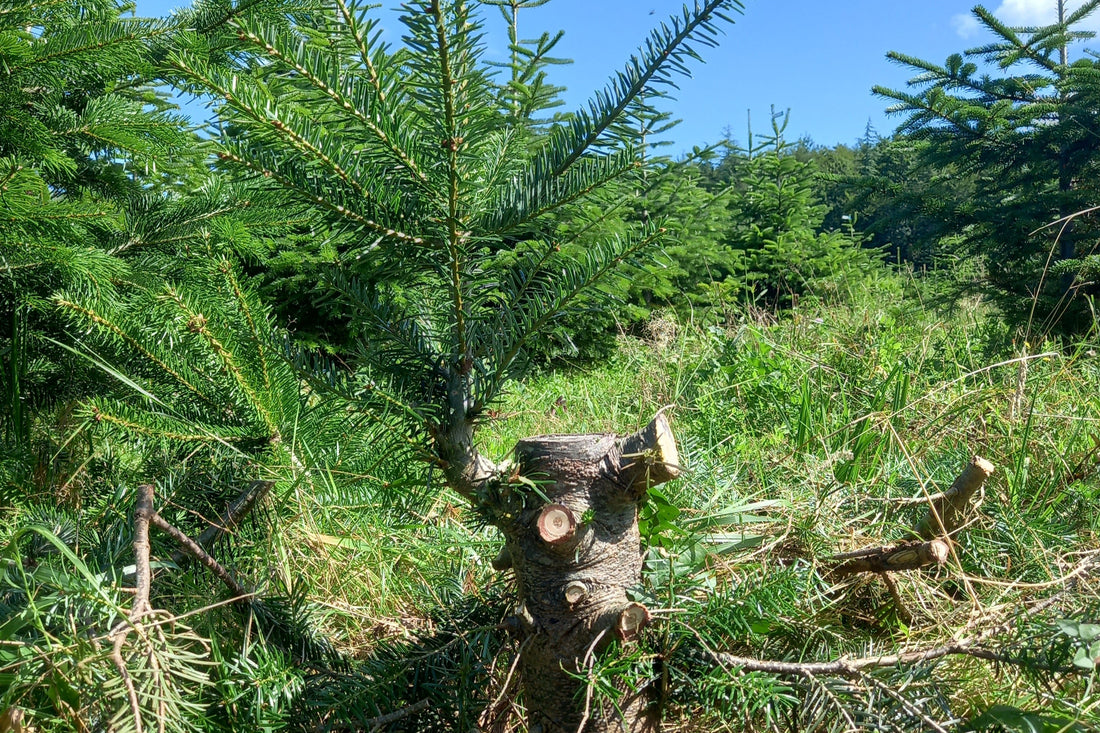 Régénération naturelle de sapins de Noël