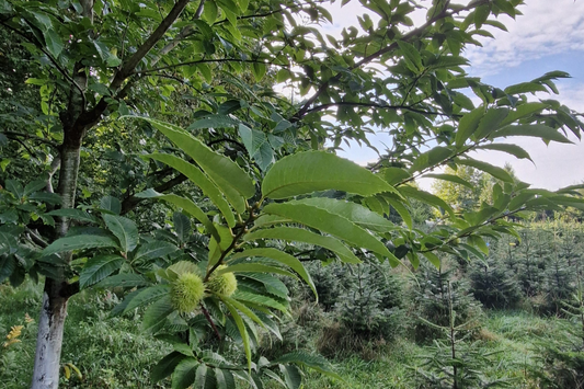 La Biodiversité dans les cultures de sapins de noel : le Cœur de notre Engagement