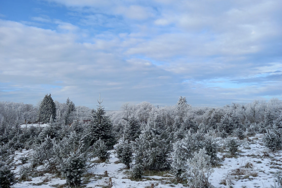 Sapins de Noël bio sous la neige
