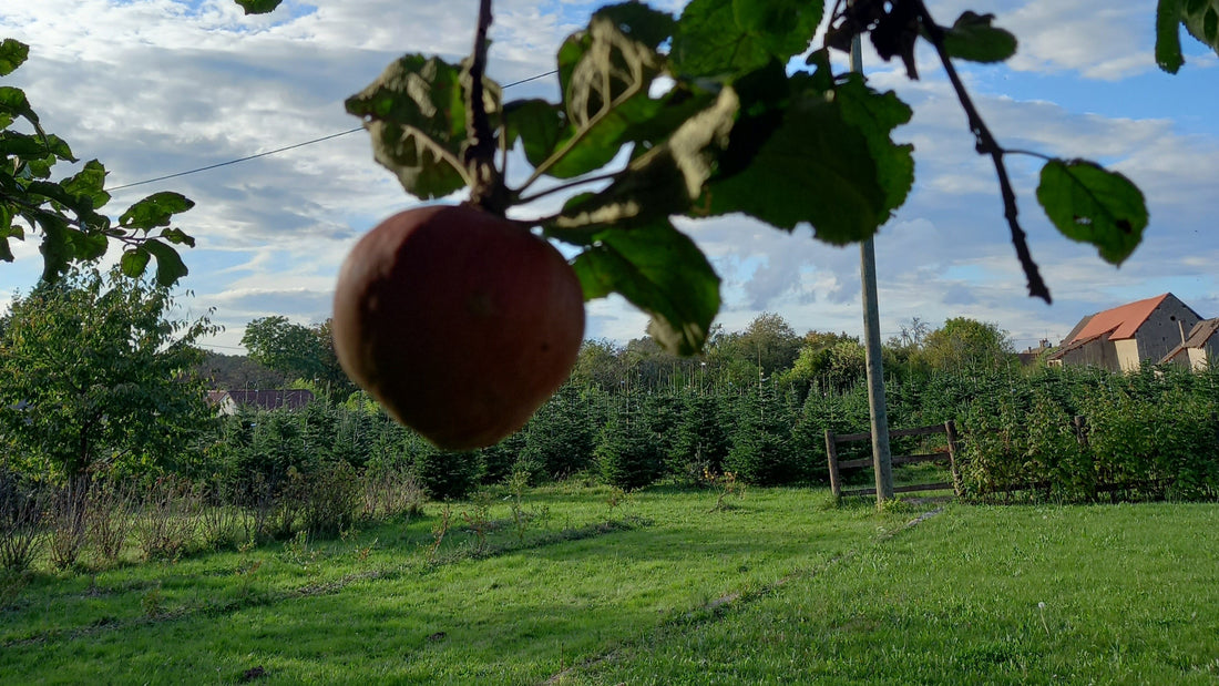 Sapin de noël bio pour protéger l'environnement