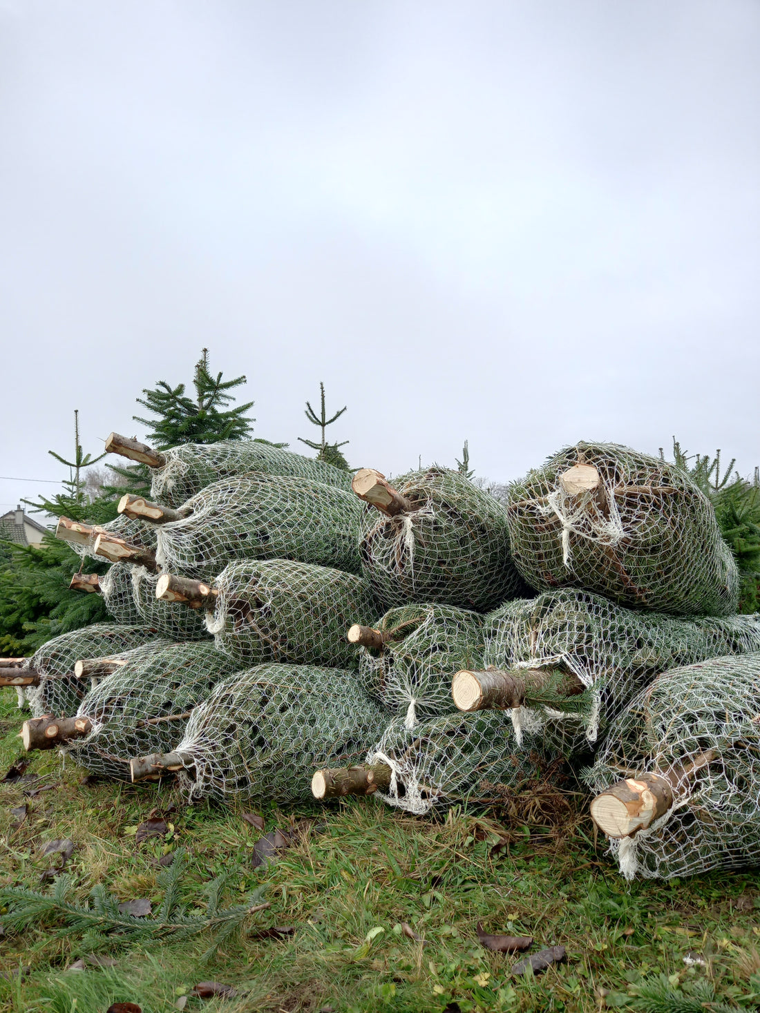 Première récolte de sapins de noël bio
