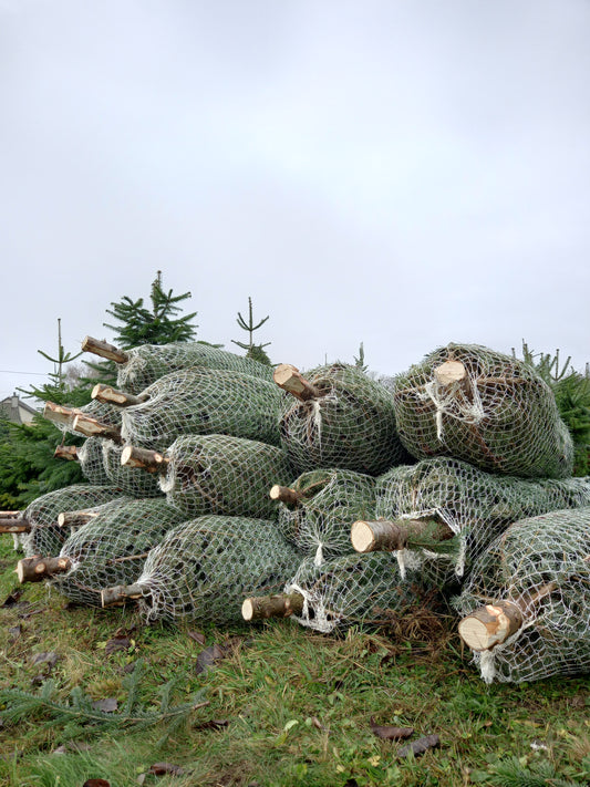 Première récolte de sapins de noël bio