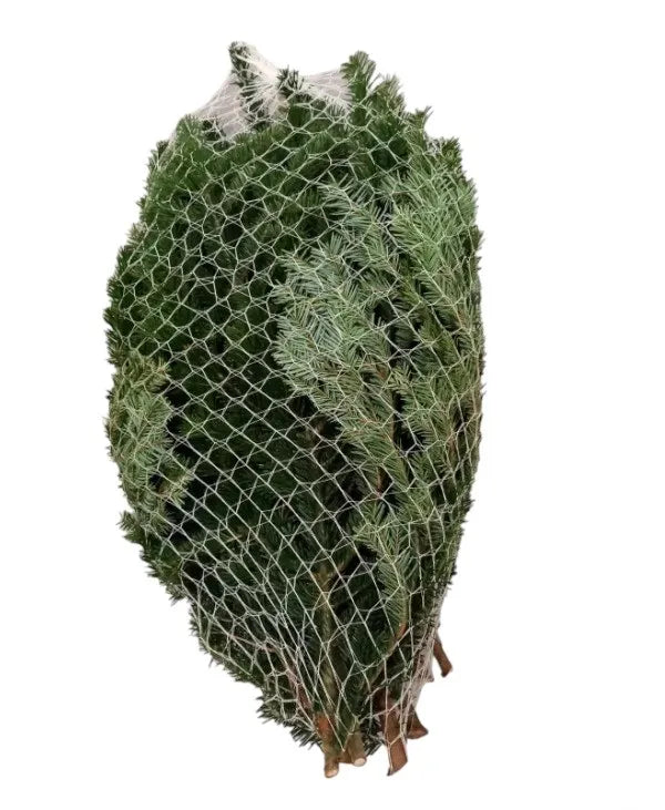 Fagot de 10 branches de sapin de Noël bio – Livraison incluse - Chez vous à domicile Dijon Centre