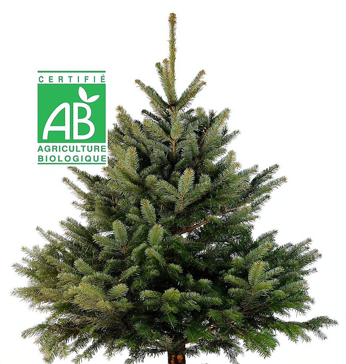 sapin de Noel bio livre en France