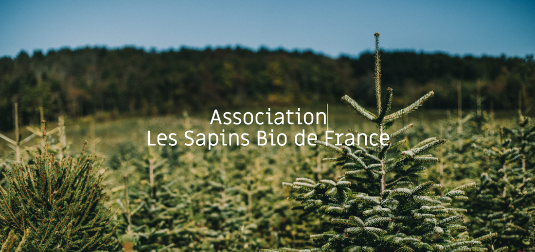 Les sapins bio de France