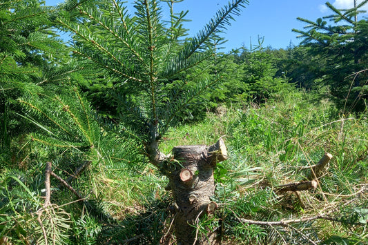 Régénération naturelle de sapins de Noël