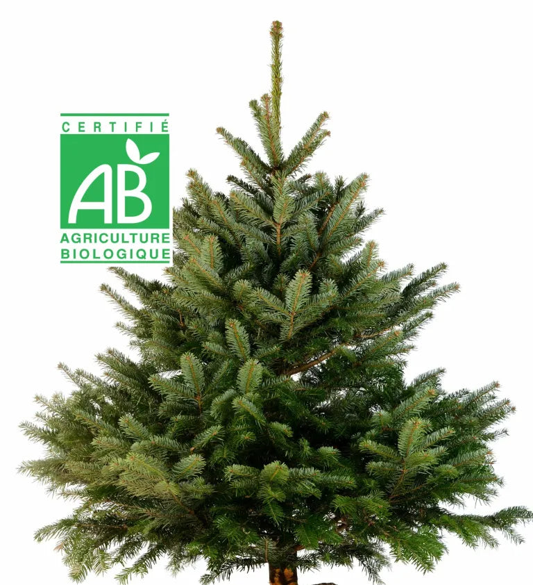 Sapin Nordmann Bio 120 cm avec Support – Livraison Incluse France métropolitaine, Chez Vous à Domicile